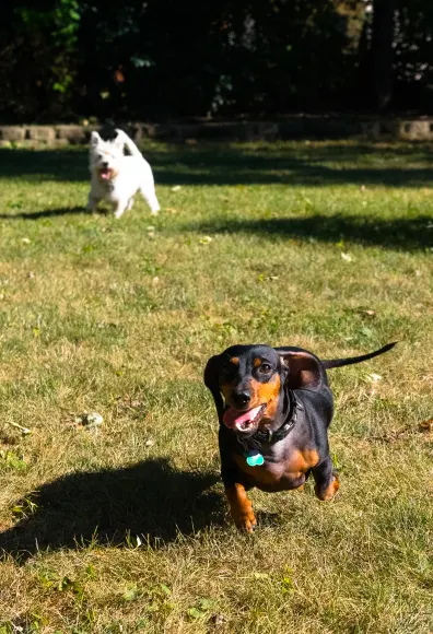 A black and brown dog running outside in the grass with a white dog chasing behind
